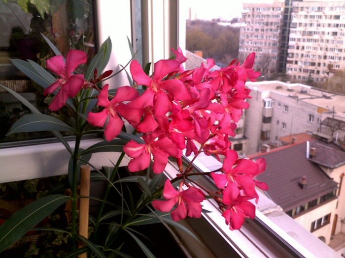 Leandru cu flori roz , vand .