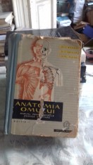 ANATOMIA OMULUI - V. RANGA