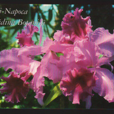 CPIB 19769 CARTE POSTALA - CLUJ-NAPOCA. GRADINA BOTANICA "AL. BORZA"