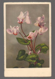 CPIB 20866 - CARTE POSTALA, FELICITARE - CYCLAMEN, BERGO, ELITE, Necirculata, Printata