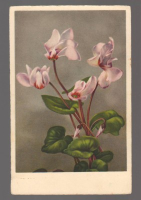 CPIB 20866 - CARTE POSTALA, FELICITARE - CYCLAMEN, BERGO, ELITE foto