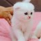 Pisoiaș de Elită, rasă pură Scottish Fold, cu Pedigree - poze reale