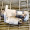 Electromotor OPEL INSIGNIA A G09 2013 OEM: 55352882,M001T30172 11407207