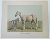 Emil Volkers (1831-1905) - Siebenburger