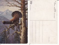 Ilustrata animale -cocos de munte-vanatoare foto