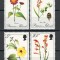 Pitcairn Islands 1970 Mi 110/13 MNH, nestampilat - Flori