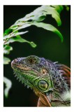 Tablou Canvas, "Iguana sub frunze de ferigă", Șop&acirc;rlă, Frunze, Verde, Textură, Reptilă, Natură, Detaliu, Contrast, Ochi, Solzi, 26 x 39 cm, CMCLASS
