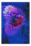 Tablou Canvas, "Peștele clovn &icirc;n ad&acirc;ncime albastră", Pește, Anemone, Albastru, Roz, Coral, Subacvatic, Strălucire, Contrast, Exotic, Marin., 26 x 39 c