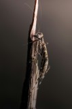 Tablou Canvas, "Mantis ascunz&acirc;ndu-se pe tulpina uscată", Mantis, Lujit, Natură, Veveriță, Microscopic, Contrast, Delicat, Tulpină, Echilibru, Subtilit