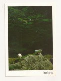 FA45-Carte Postala- IRLANDA - Peisaj, necirculata, Fotografie