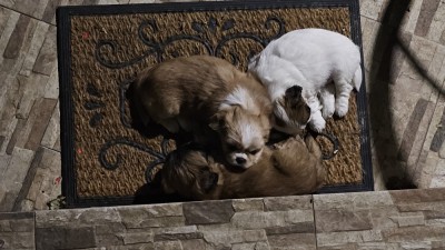 V&amp;acirc;nd pui de Pechinez foto