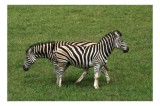 Tablou Canvas, "Zebre pășun&acirc;nd pe c&acirc;mpie verde", Zebre, Iarbă, Dungi, Plimbare, Natură, Safari, Africa, Animale, Strălucire, Verde, Libertate, 39 x 26