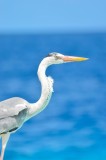 Tablou Canvas, "Egreta la marginea oceanului albastru", Nu pot să identific această pasăre, dar pot spune că imaginea arată un peisaj frumos cu un peș