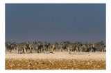 Tablou Canvas, "Zebre la adăpare &icirc;n savană", Zebre, Savana, Linie, Coloană, Apus, Serenitate, Dungate, Multitudine, 39 x 26 cm, CMCLASS