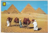 bnk cp Egipt - Beduini cu camile la piramide - uzata