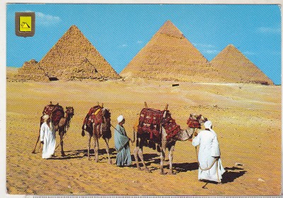 bnk cp Egipt - Beduini cu camile la piramide - uzata foto