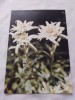 Carte postala floare, Circulata, Fotografie