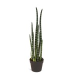 Sulița africană (Sansevieria cylindrica) - planta șarpe - frunze cca 1m, Altele