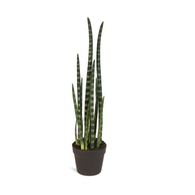 Sulița africană (Sansevieria cylindrica) - planta șarpe - frunze cca 1m foto