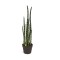 Sulița africană (Sansevieria cylindrica) - planta șarpe - frunze cca 1m