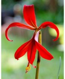 Sprekelia Formosissima, 16+, Rosu, bulbi, Oem