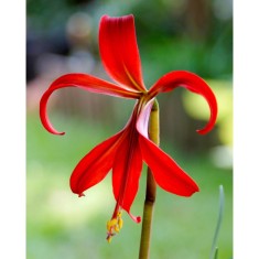 Sprekelia Formosissima, 16+, Rosu, bulbi