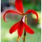 Sprekelia Formosissima, 16+, Rosu, bulbi