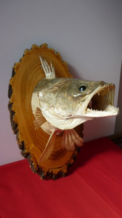 TROFEU DE RAPITOR, STIUCA