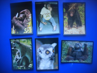 HOPCT LOT NR 53 / 5 CARTONASE -ANIMALE PRIMATE / MAIMUTE / FAUNA- ITALIA foto