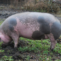 Vand porc Belgian de Piétrain, 150kg