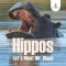 Hippos - Let&#039;s Meet Mr. Hippo