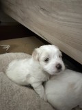 Bichon maltez baietei pui 4 saptamani