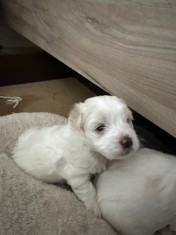 Bichon maltez baietei pui 4 saptamani