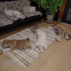 Vand pui AKITA