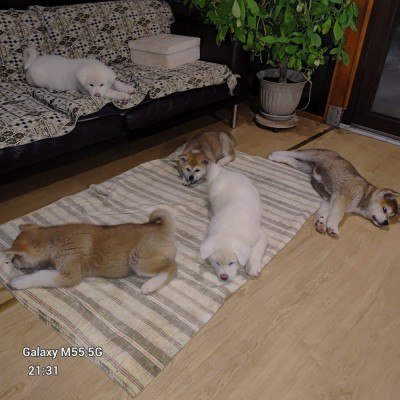 Vand pui AKITA foto