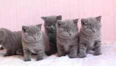 Crescator autorizat vand pui British Shorthair blue foto