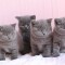 Crescator autorizat vand pui British Shorthair blue