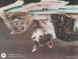 Felicitare cu pisici ,CARTE POSTALA interesanta , cu inscrisuri ,, Circulata, Printata