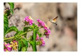 Tablou Canvas, "Colibri printre flori colorate de vară", Flori, Nectar, Fluture, Viu, Natură, Zbor, Fragil, &Icirc;nflorire, 39 x 26 cm, CMCLASS