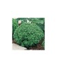 Busuioc Grecesc la Ghiveci 10cm - Planta Aromatica Basilico Greco, Decor Culinare