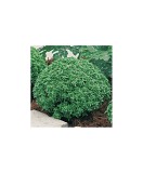 Busuioc Grecesc la Ghiveci 10cm - Planta Aromatica Basilico Greco, Decor Culinare
