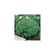 Planta Busuioc grecesc, planta basilico greco, ghiveci de 10 cm
