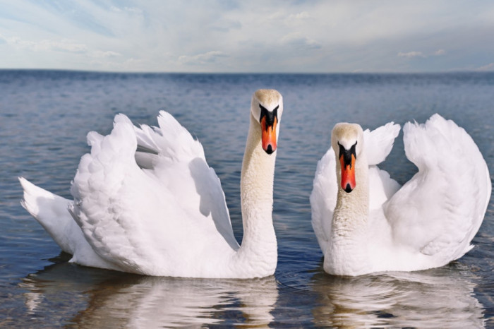 Fototapet de perete autoadeziv si lavabil Pasari17 Lebede pe lac, 250 x 150 cm