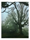 Tablou Canvas, "Copacul &icirc;nvăluit de ceață misterioasă", Mister, Frunze, Cețoasă, Siluetă, Ramuri, Pădure, Tranquilitate, Natură, &Icirc;ntunecat, Atmosferic
