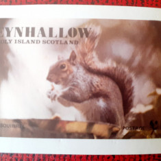 EYNHALLOW HOLY ISLAND, FAUNA VEVERITA,colita mnh