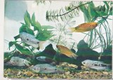 Bnk cp Constanta - Acvariu - Trichogaster Trichopterus Sumatranus - Pesti - necirculata, Printata