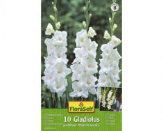 Bulbi gladiola, White Prosperity 100 cm, albe, 10 buc foto
