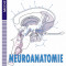 Neuroanatomie