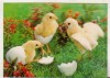 Bnk cp Carte postala 3D - Felicitare de paste - Japonia Wonder Co SSP-80, Circulata, Printata