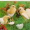 bnk cp Carte postala 3D - Felicitare de paste - Japonia Wonder Co SSP-80
